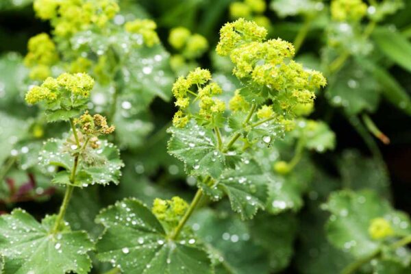 Lady's Mantle plant